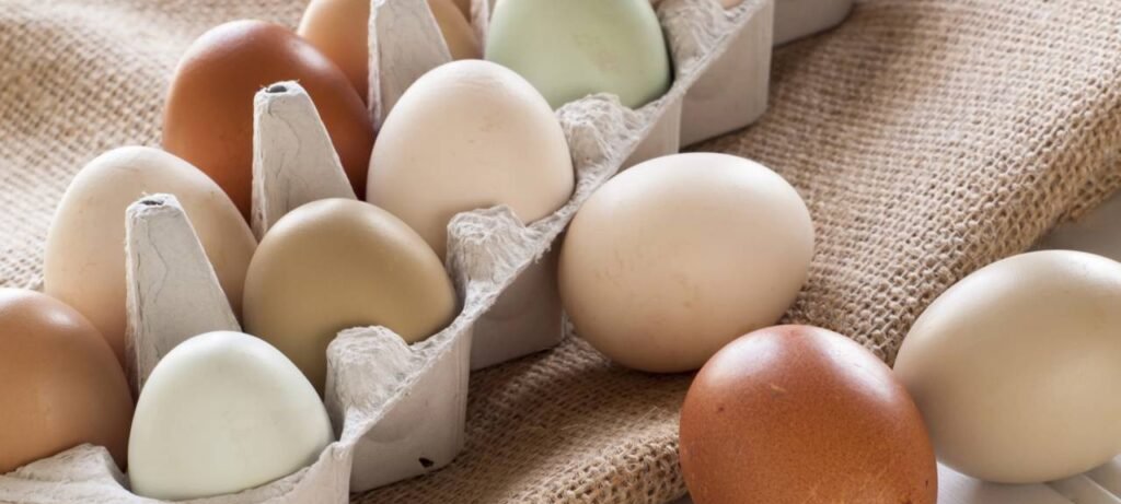 Ovo mais saudável: galinha ou pato? Entenda a diferença - Imagem do artigo